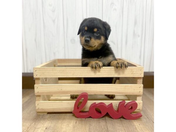 Rottweiler DOG Female 530 Petland Eastgate, Ohio