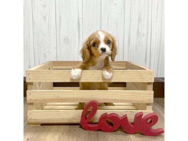 Cavalier King Charles Spaniel DOG Male Ruby 536 Petland Eastgate, Ohio