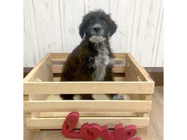 Australian Cattle Dog/Poodle-DOG-Female-Black-537-Petland Eastgate, Ohio