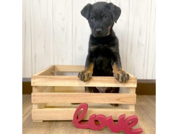 German Shepherd/Rottweiler-DOG-Female-Black / Rust-540-Petland Eastgate, Ohio