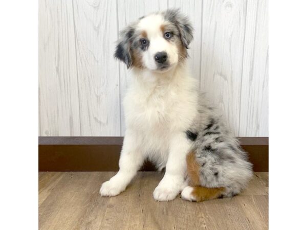 Australian Shepherd DOG Female Blue Merle 544 Petland Eastgate, Ohio