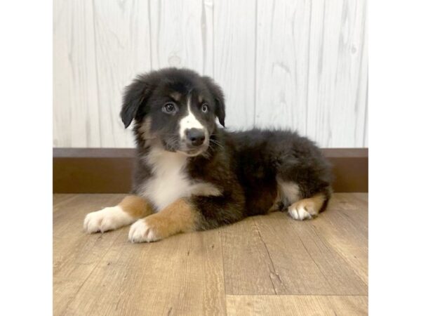 Australian Shepherd DOG Male Black Tan / White 545 Petland Eastgate, Ohio