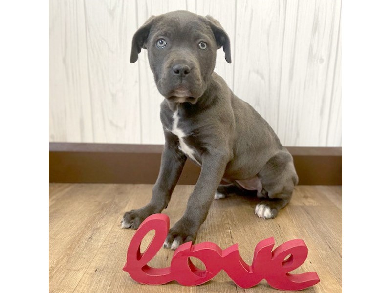 Cane CorsoDOGFemaleBlue2965729Petland Eastgate, Ohio