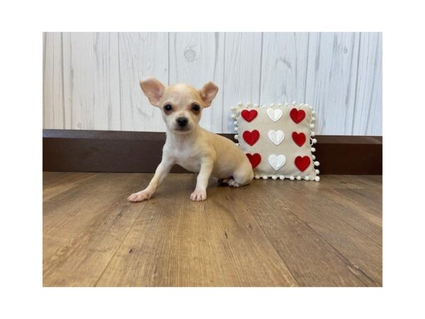 Chihuahua DOG Female White / Blue Fawn 565 Petland Eastgate, Ohio