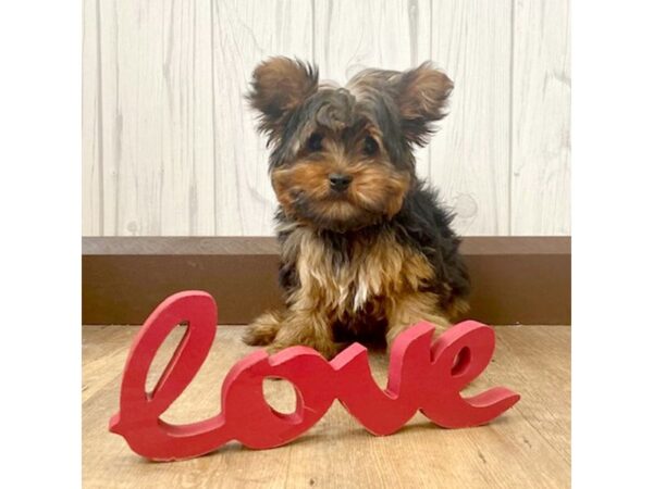 Yorkshire Terrier DOG Male Black / Tan 590 Petland Eastgate, Ohio