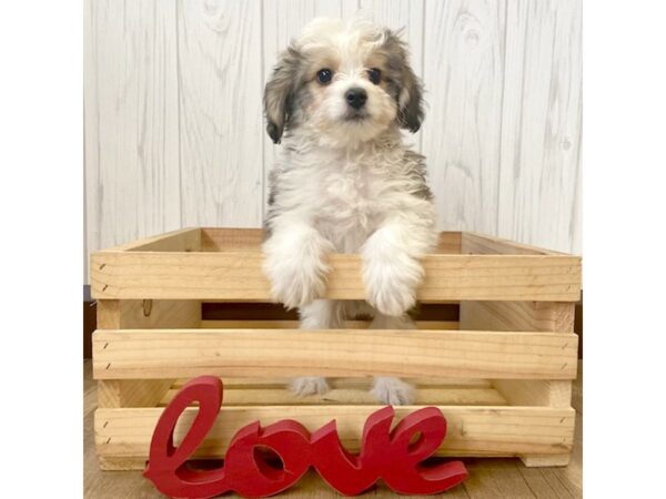 Aussiechon-DOG-Male-Red Sable-582-Petland Eastgate, Ohio