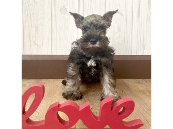 Miniature Schnauzer DOG Male Black / Silver 581 Petland Eastgate, Ohio