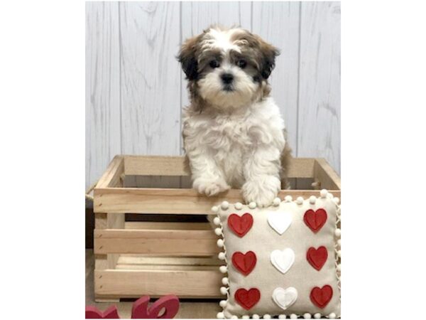 Teddy Bear DOG Female Gold / White 571 Petland Eastgate, Ohio