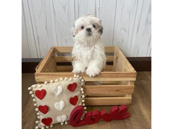 Shih Tzu DOG Female Gold / White 508 Petland Eastgate, Ohio