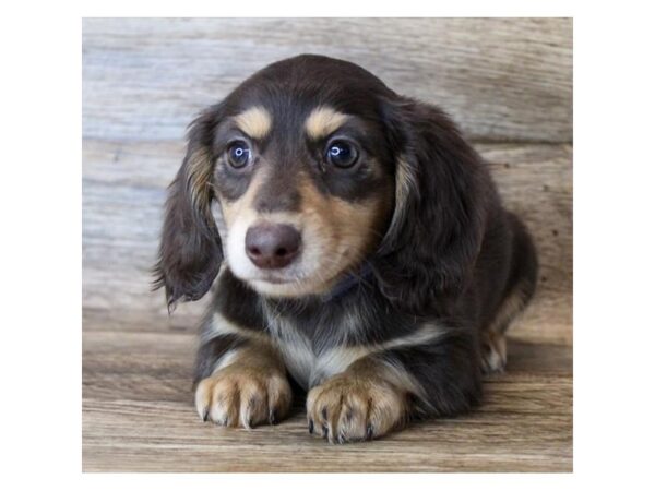 Dachshund DOG Female Chocolate / Tan 598 Petland Eastgate, Ohio