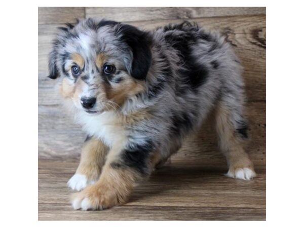 Miniature Australian Shepherd DOG Female Blue Merle 599 Petland Eastgate, Ohio