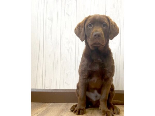 Labrador Retriever DOG Male Chocolate 558 Petland Eastgate, Ohio