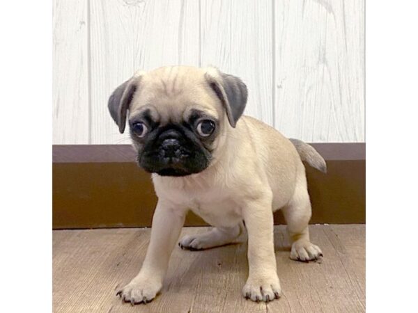 Pug DOG Female 609 Petland Eastgate, Ohio