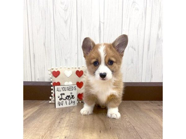 Pembroke Welsh Corgi DOG Female Red 613 Petland Eastgate, Ohio