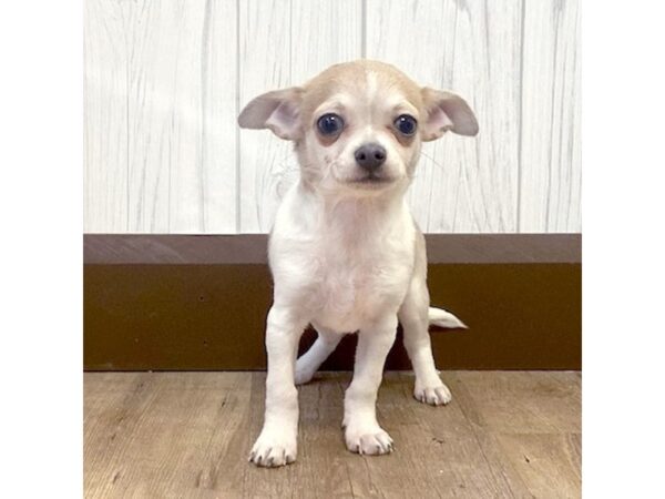 Chihuahua DOG Female Fawn / White 616 Petland Eastgate, Ohio