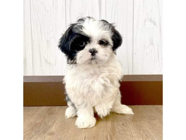 Shih Tzu DOG Female White / Black 651 Petland Eastgate, Ohio