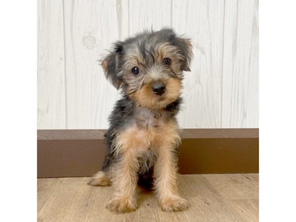 Yorkshire Terrier DOG Male Black / Tan 650 Petland Eastgate, Ohio