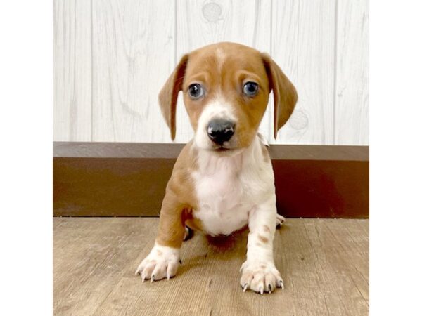 Dachshund DOG Male Red 639 Petland Eastgate, Ohio