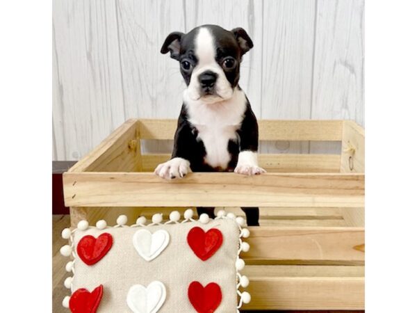 Boston Terrier DOG Female Black / White 642 Petland Eastgate, Ohio