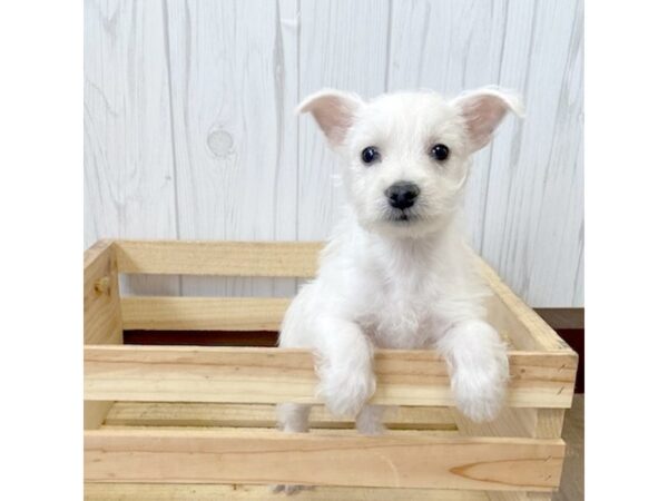 West Highland White Terrier DOG Female White 637 Petland Eastgate, Ohio