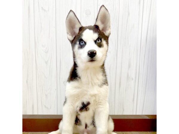 Siberian Husky DOG Male Black / White 635 Petland Eastgate, Ohio