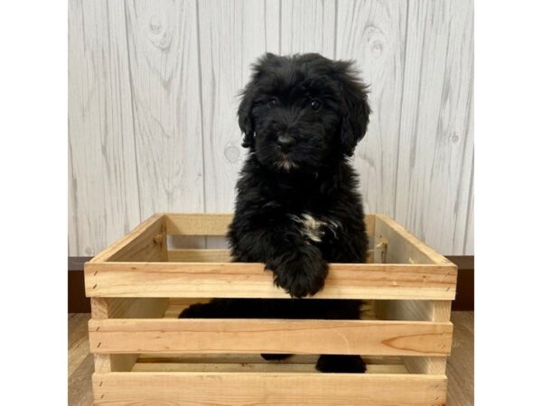 Saint Bernard x Poodle-DOG-Female-Black-647-Petland Eastgate, Ohio