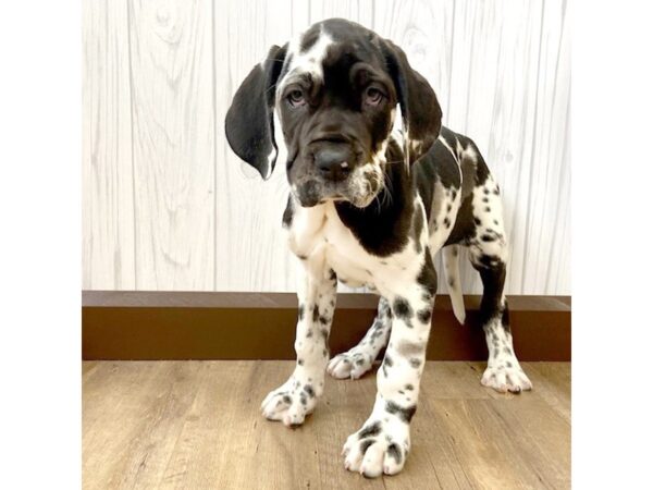 Daniff DOG Female Harlequin 670 Petland Eastgate, Ohio