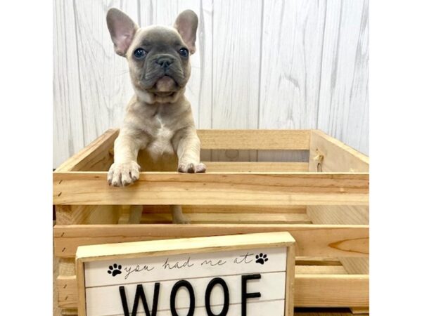 French Bulldog DOG Male 672 Petland Eastgate, Ohio