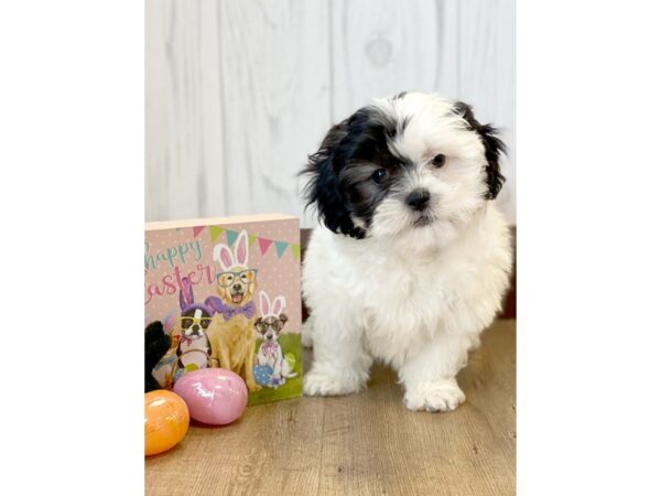 Teddy Bear DOG Female Black 680 Petland Eastgate, Ohio