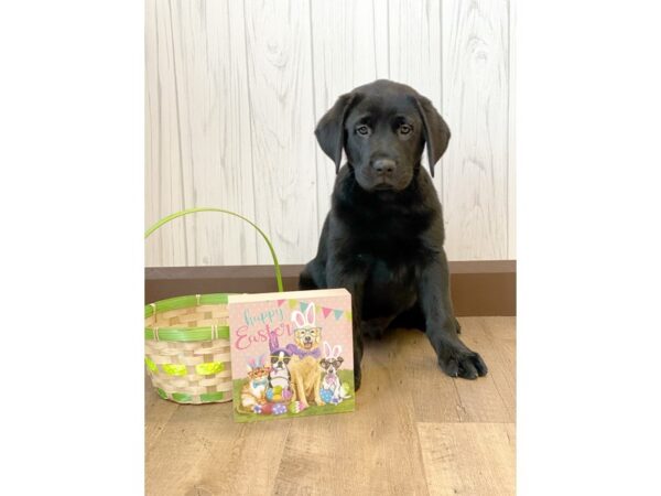 Labrador Retriever DOG Male Black 674 Petland Eastgate, Ohio