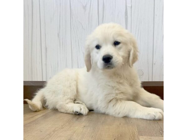 Golden Retriever DOG Male Cream 682 Petland Eastgate, Ohio