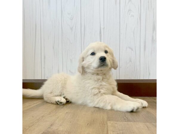 Golden Retriever DOG Male Cream 683 Petland Eastgate, Ohio