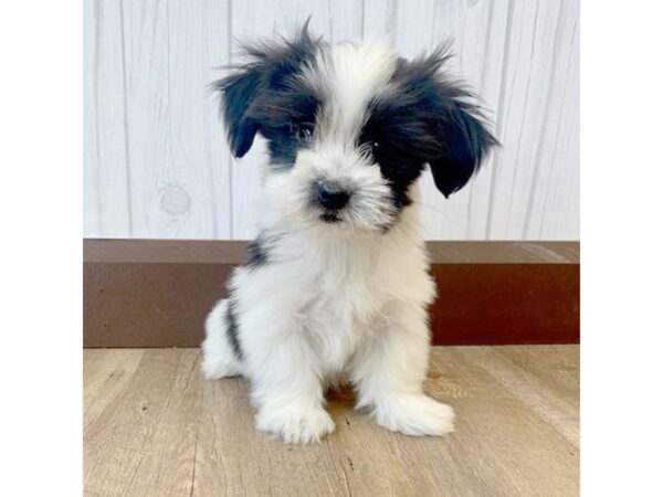 Mal Shih-DOG-Female-Black / White-684-Petland Eastgate, Ohio