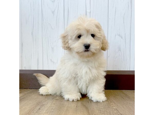 Lhasa Chon-DOG-Male-Cream-685-Petland Eastgate, Ohio