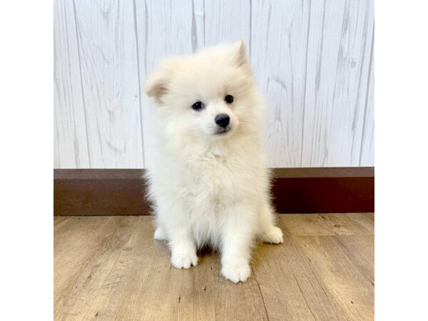 Pomeranian DOG Female Cream 686 Petland Eastgate, Ohio