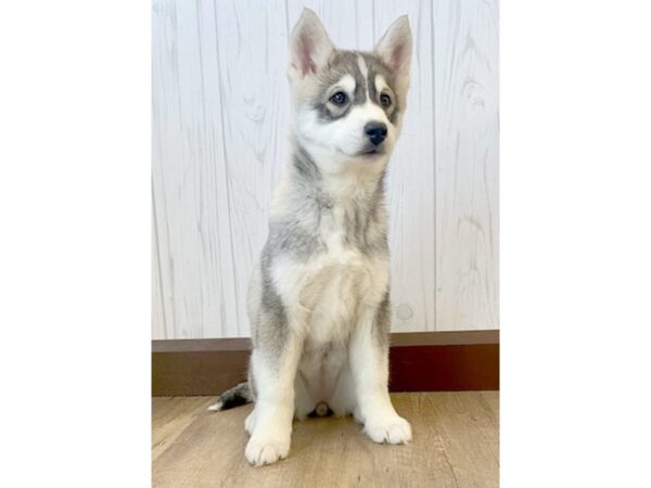 Siberian Husky DOG Female 696 Petland Eastgate, Ohio