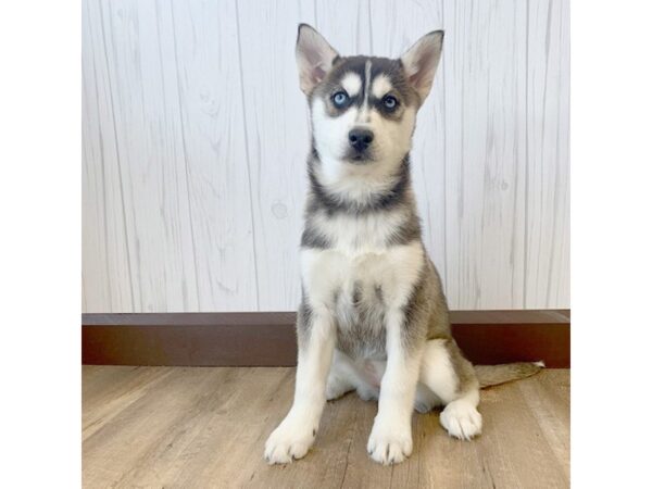 Siberian Husky DOG Female 695 Petland Eastgate, Ohio