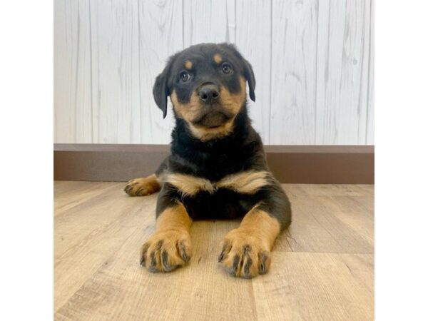 Rottweiler DOG Female 694 Petland Eastgate, Ohio