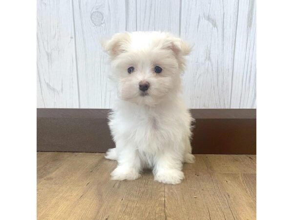 Maltese DOG Female White 692 Petland Eastgate, Ohio