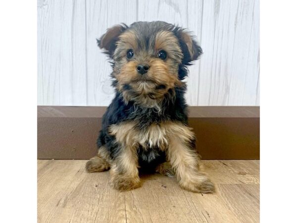 Yorkshire Terrier DOG Female Black / Tan 690 Petland Eastgate, Ohio