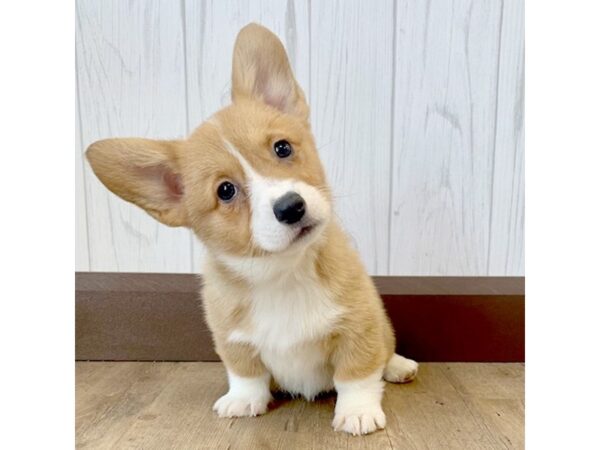 Pembroke Welsh Corgi DOG Female Sable / White 689 Petland Eastgate, Ohio