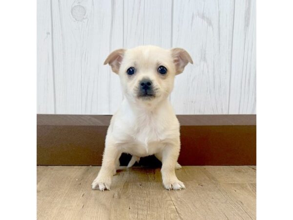 Chihuahua DOG Male Cream 688 Petland Eastgate, Ohio