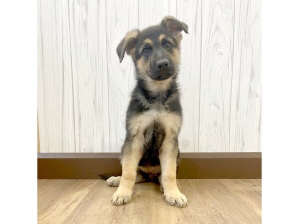 German Shepherd Dog DOG Female 708 Petland Eastgate, Ohio