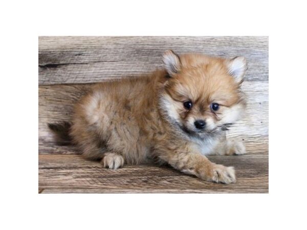 Pomeranian DOG Male Orange Sable 721 Petland Eastgate, Ohio