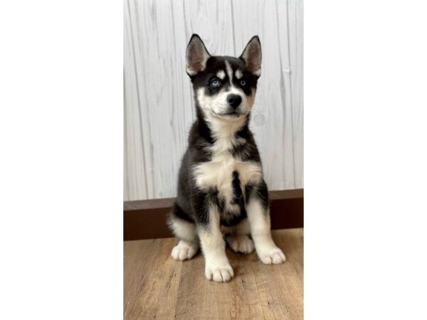 Siberian Husky DOG Male 710 Petland Eastgate, Ohio