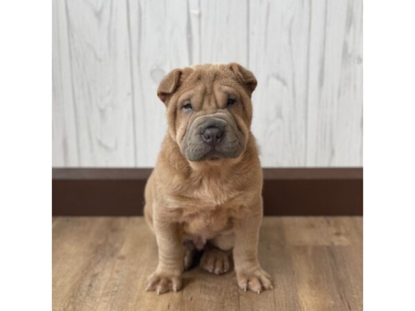 Chinese Shar-Pei-DOG-Male-Blue Fawn-716-Petland Eastgate, Ohio