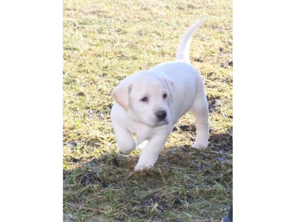 Labrador Retriever DOG Female Yellow 747 Petland Eastgate, Ohio