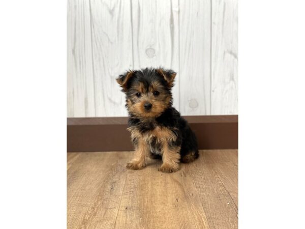 Yorkshire Terrier DOG Female Black / Tan 727 Petland Eastgate, Ohio