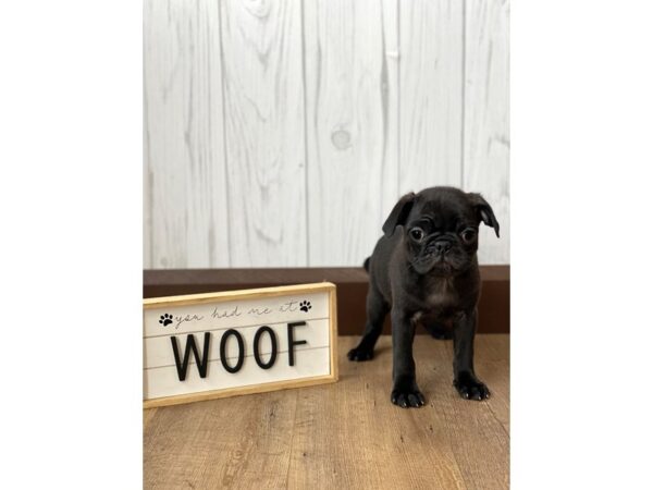 Pug-DOG-Female-Black-730-Petland Eastgate, Ohio