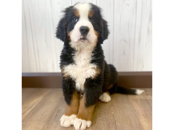 Bernese Mountain Dog DOG Male 731 Petland Eastgate, Ohio